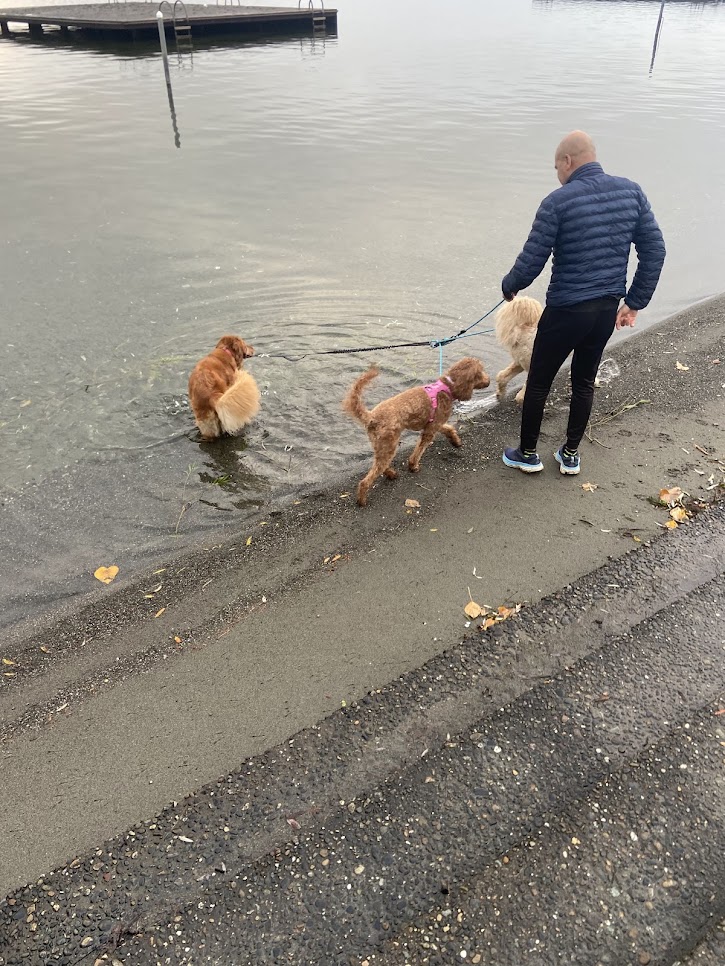 Dogs playing in the water at the lake