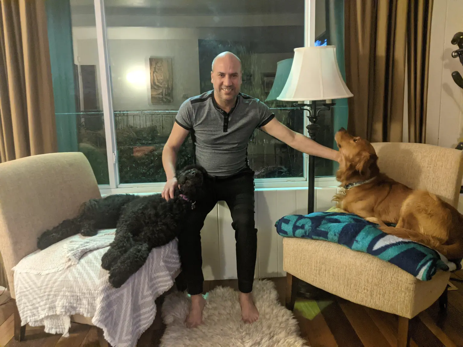 With black poodle and golden dog