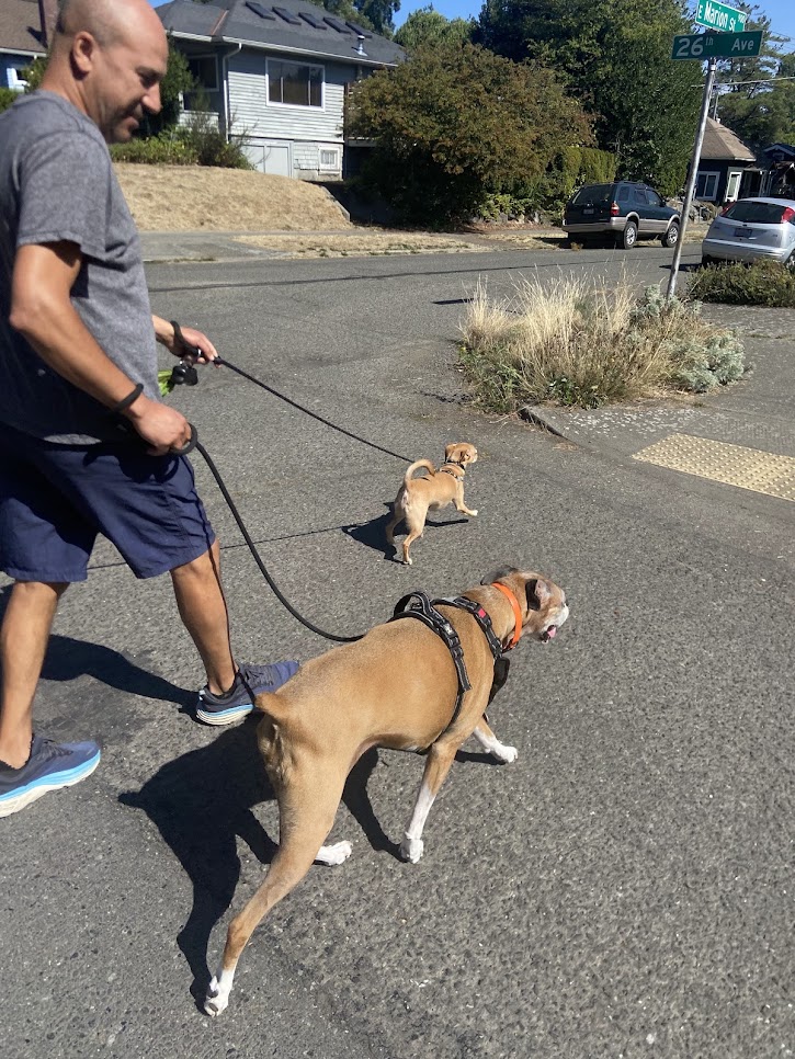 Rachid walking two dogs in neighborhood